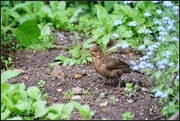 24th May 2015 - One of the baby blackbirds