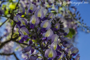 24th May 2015 - Wisteria.