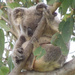 Hang loose by koalagardens