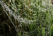 24th May 2015 - Love these Webs!