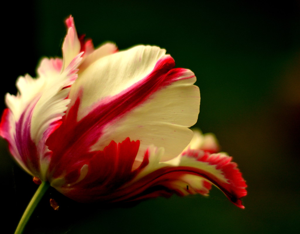 The Last Tulip by jayberg