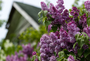 24th May 2015 - Springtime Lilacs