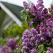Springtime Lilacs by tracymeurs