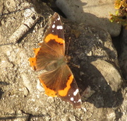 24th May 2015 - Butterfly and fossils  