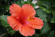 24th May 2015 - hibiscus after the rain