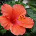 hibiscus after the rain by amyk