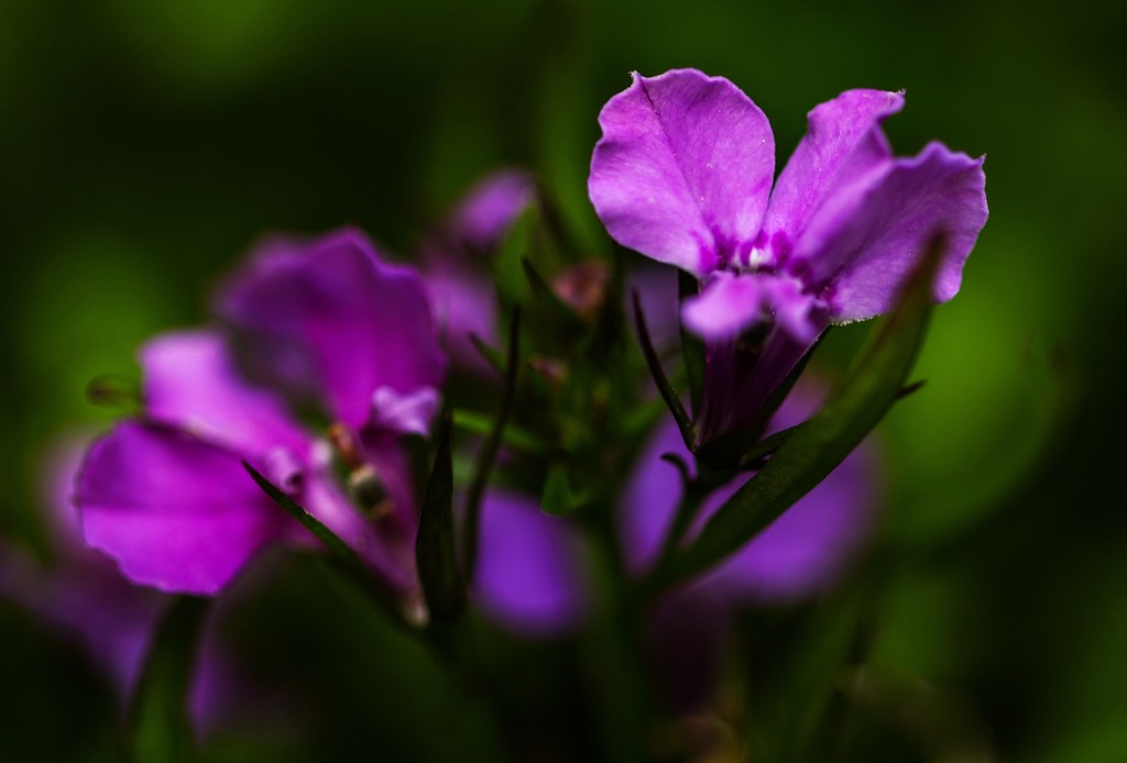 The Color Purple  by mzzhope