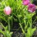 Tulips by jo38