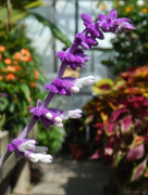 27th Apr 2015 - Salvia leucantha ‘Santa Barbara’