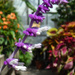 Salvia leucantha ‘Santa Barbara’ by rhoing