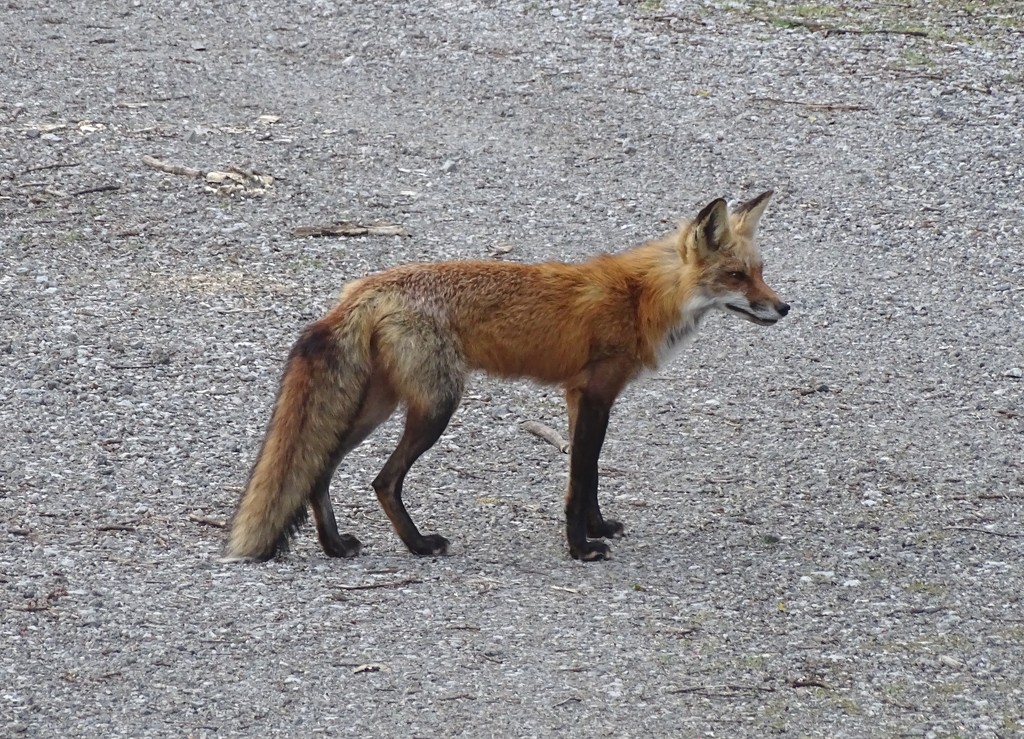 Red Fox by annepann