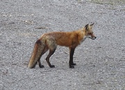 21st May 2015 - Red Fox