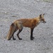 Red Fox by annepann