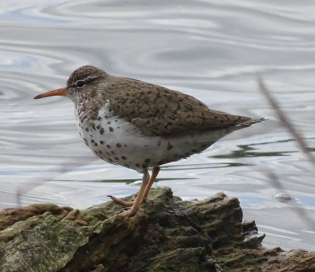 Spotted Sandpiper by annepann