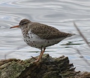 23rd May 2015 - Spotted Sandpiper