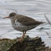 Spotted Sandpiper by annepann