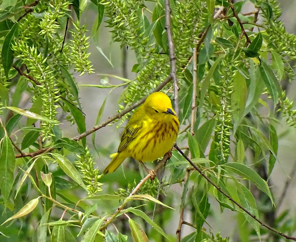 Yellow Warbler by annepann