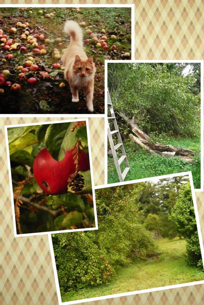 Apple tree collage by pandorasecho