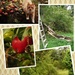 Apple tree collage by pandorasecho