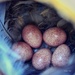 House Wren Eggs by mhei
