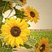Sunflowers In Turlock by joysfocus