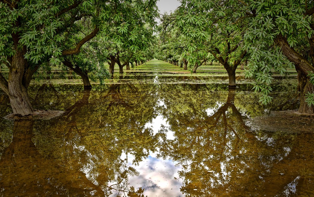 Irrigating The Almond Orchard by joysfocus