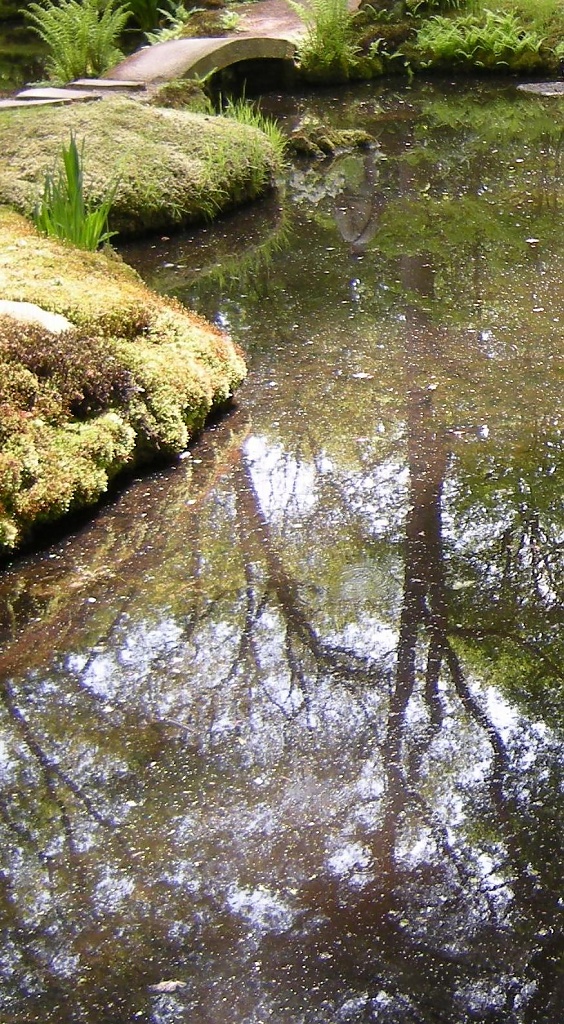 water-reflection by pyrrhula