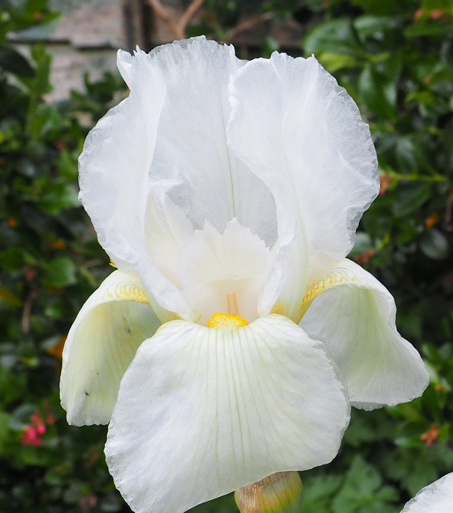 Iris flower..... by anne2013