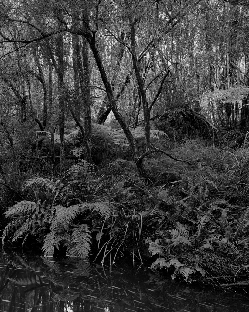 Ferns by a mountain stream by peterdegraaff