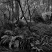 Ferns by a mountain stream by peterdegraaff