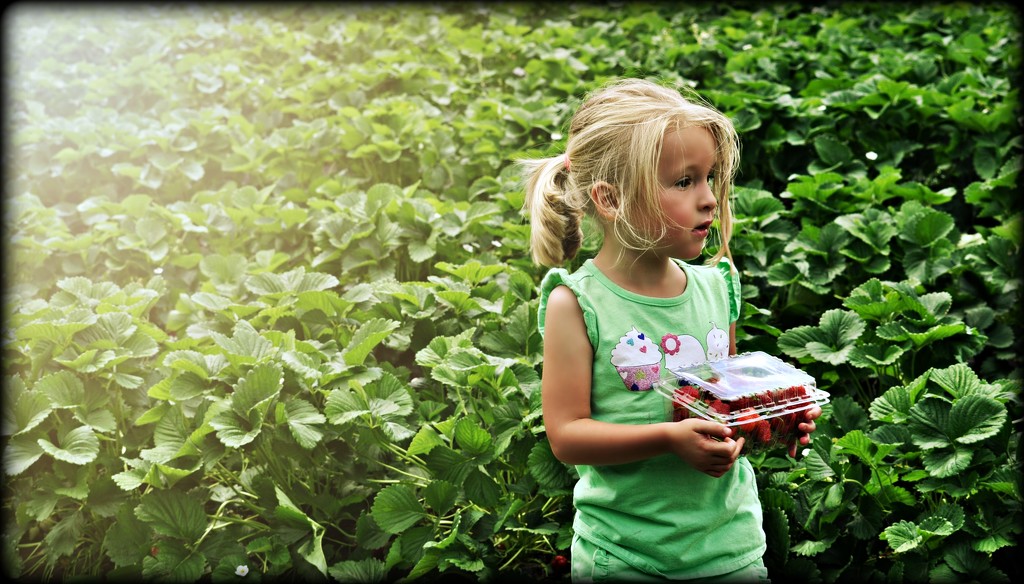 Picking Strawberries by peggysirk