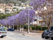 26th May 2015 - Jacaranda