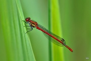 25th May 2015 - 2015-05-25 damselfly with burden