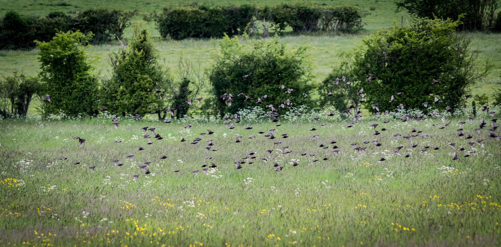 Flock of starlings... by susie1205
