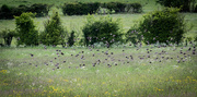 25th May 2015 - Flock of starlings...