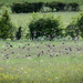 Flock of starlings... by susie1205