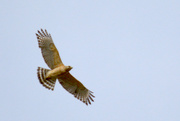 22nd May 2015 - Red Shouldered Hawk...
