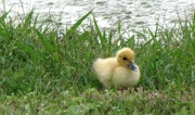 21st May 2015 - The Only All Yellow Duckling