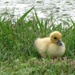 The Only All Yellow Duckling by 365projectorgkaty2