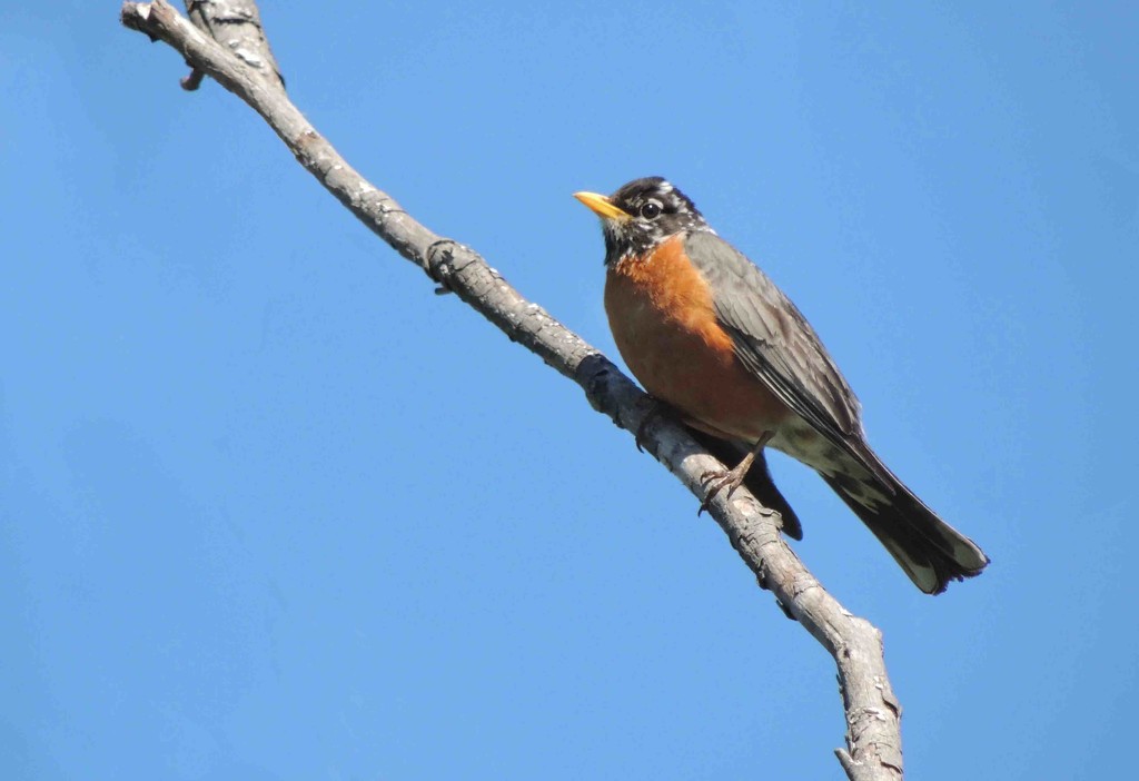 A Good Ol' Robin by sunnygreenwood