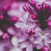 Lilac Macro by tracymeurs