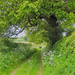 A foot path with lacy edges.... by snowy