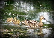 25th May 2015 - Make way for ducklings