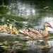 Make way for ducklings by mjmaven