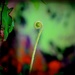 Baby fern by maggiemae