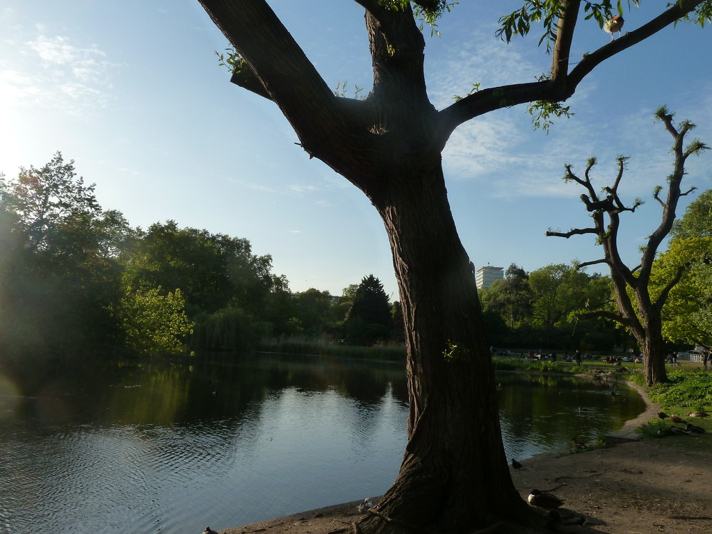 Park pond by boxplayer