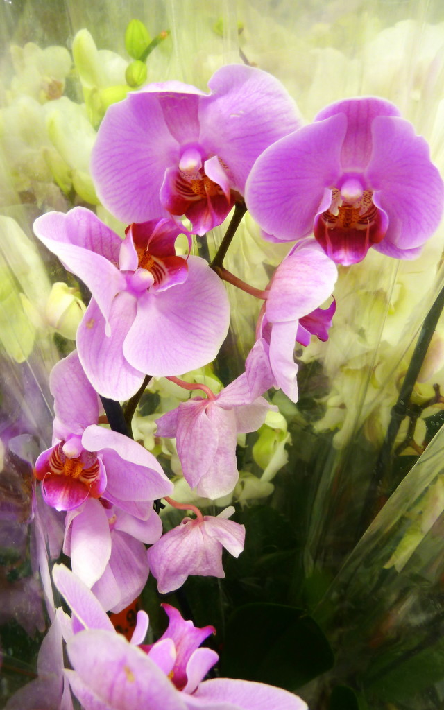 Orchids by boxplayer