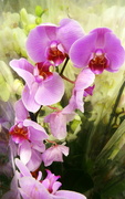 23rd May 2015 - Orchids