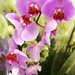 Orchids by boxplayer