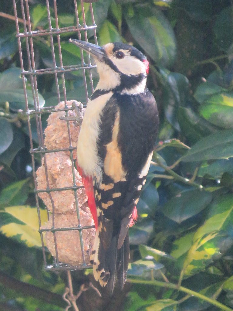 Woody Woodpecker by countrylassie